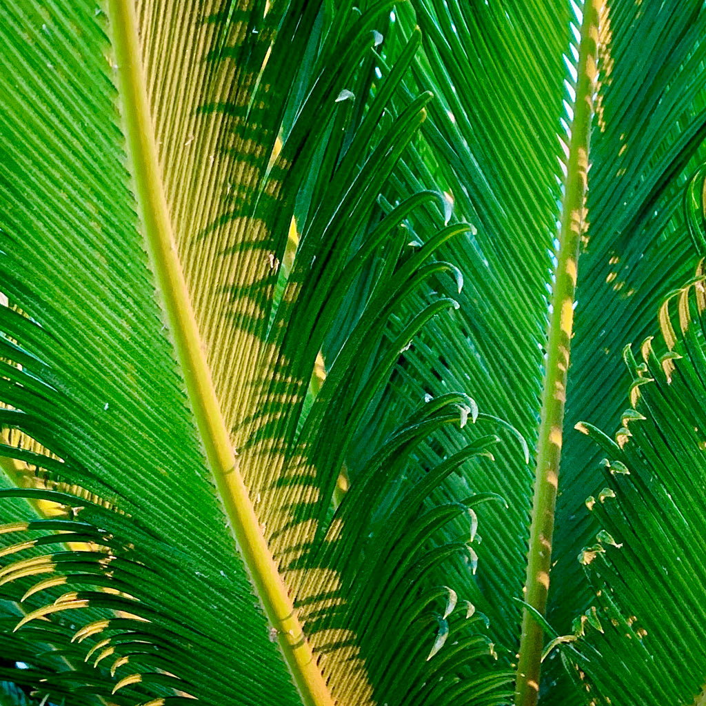 Natur Fotografie hineingezoomt