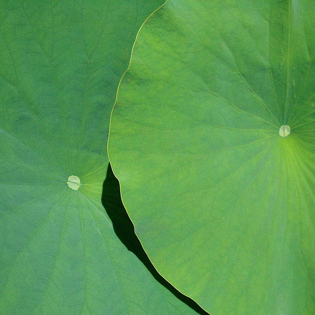 Natur Fotografie hineingezoomt