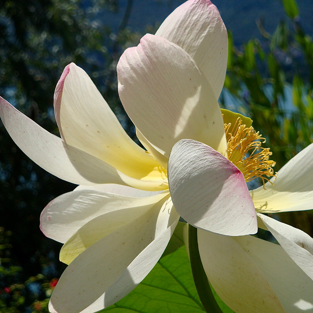 Natur Fotografie hineingezoomt