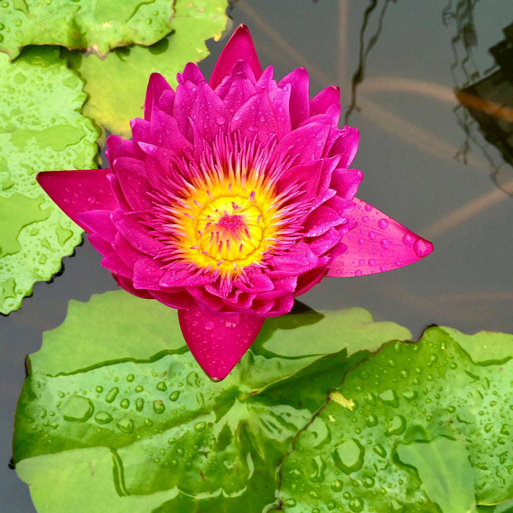 Natur Fotografie hineingezoomt