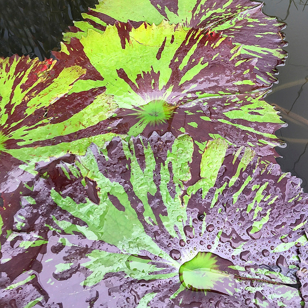 Natur Fotografie hineingezoomt