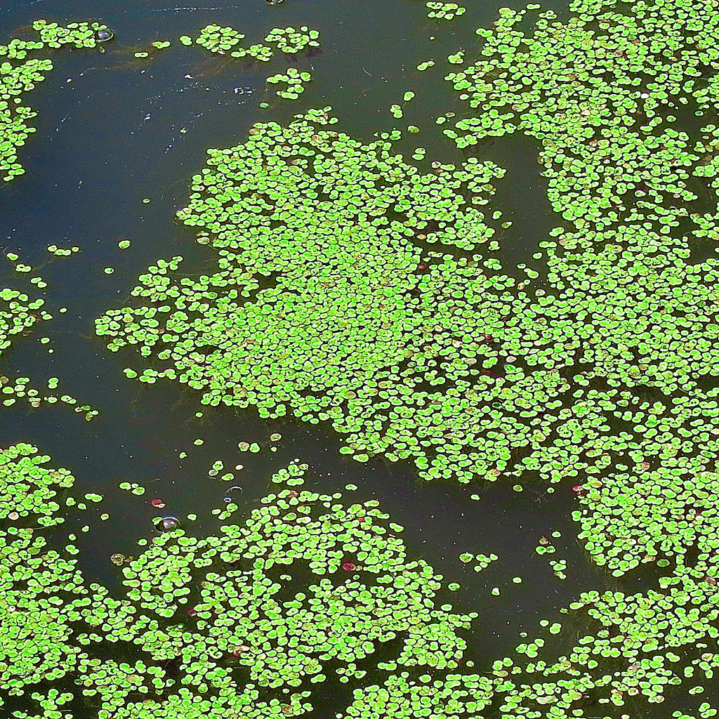 Natur Fotografie hineingezoomt