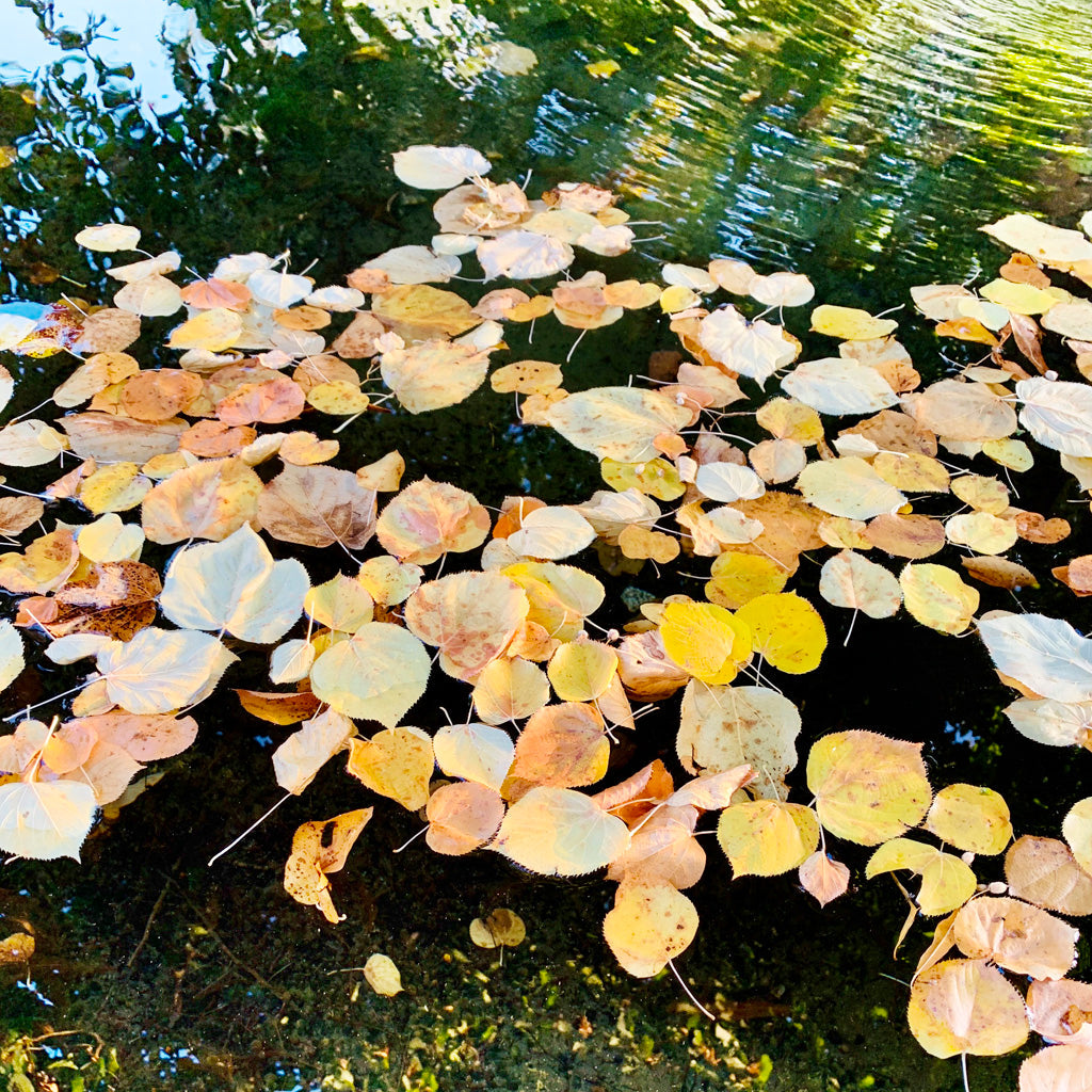Natur Fotografie hineingezoomt