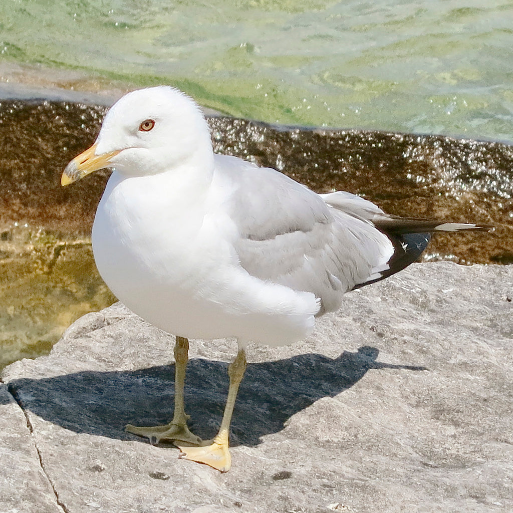 Natur Fotografie hineingezoomt