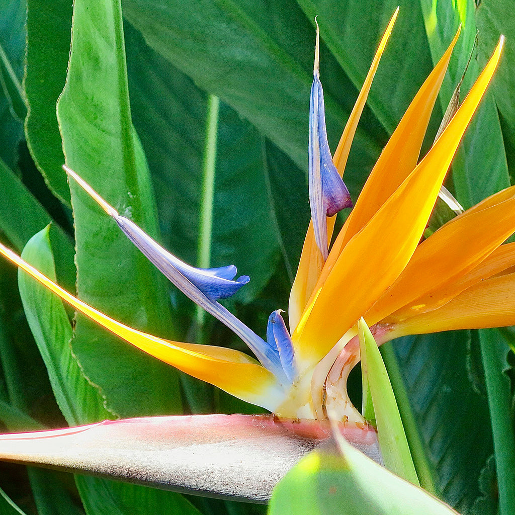Natur Fotografie hineingezoomt