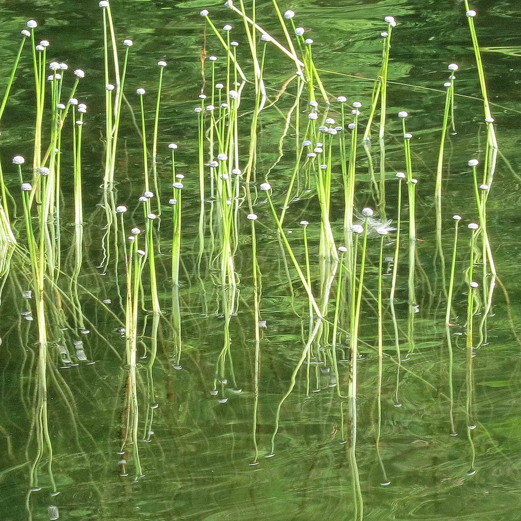 Natur Fotografie hineingezoomt